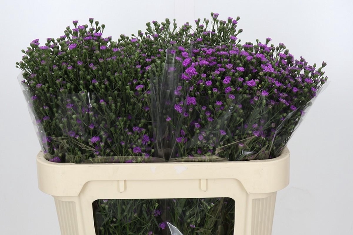 <h4>Aster Baby Pink</h4>
