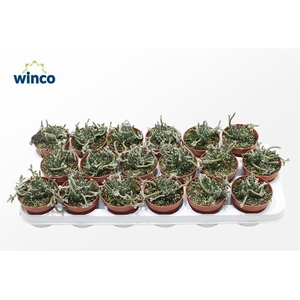 Avonia Recurvata (mini)