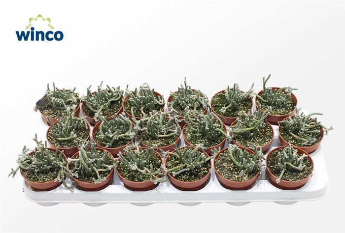 <h4>Avonia Recurvata (mini)</h4>