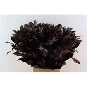 Laurier Kers Rood Opgetrokken