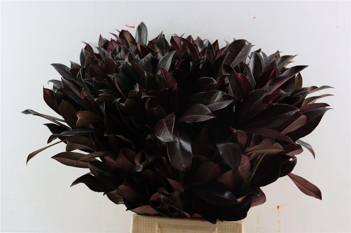 <h4>Laurier Kers Rood Opgetrokken</h4>