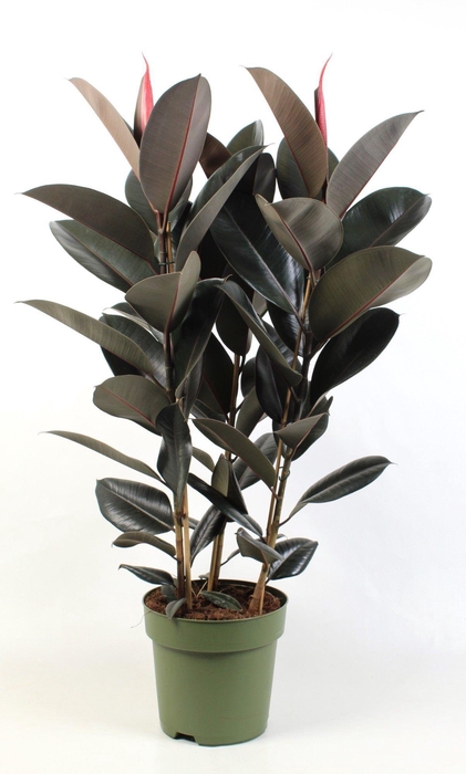 <h4>Ficus elastica Abidjan</h4>