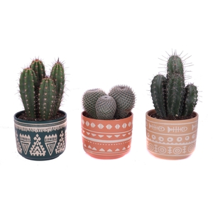 Cactus mix 12 cm in vanuatu pot