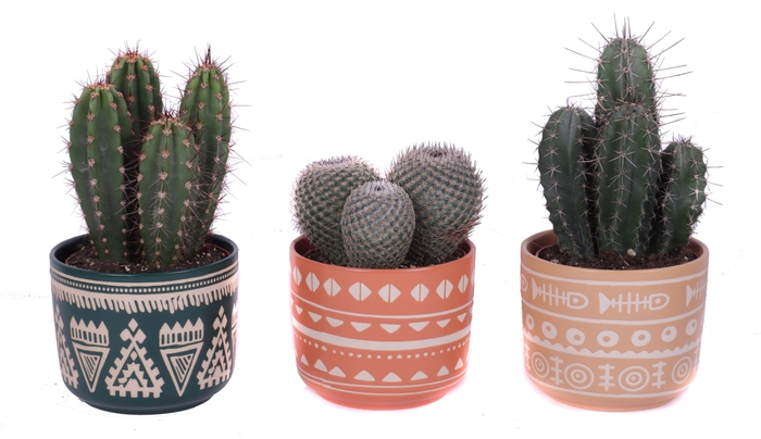 <h4>Cactus mix 12 cm in vanuatu pot</h4>