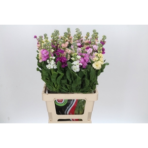 Matthiola Iron Rainbow Mix