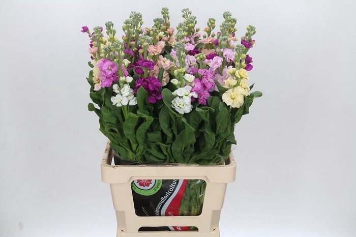 Matthiola Iron Rainbow Mix