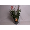 vaste planten 19 cm  Crocosmia Carmine Briljant  Karmijnrood