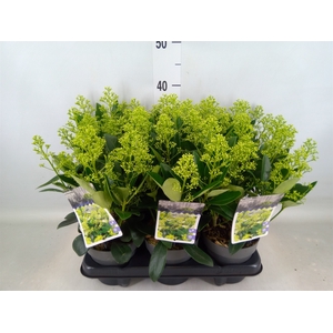 Skimmia jap. 'Finchy'