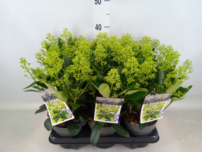<h4>Skimmia jap. 'Finchy'</h4>