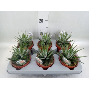 Haworthia fasciata 'Big Band'