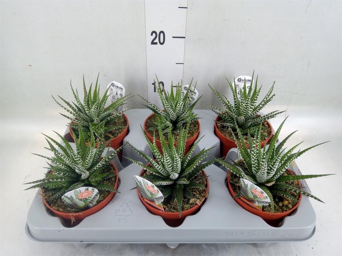 <h4>Haworthia fasciata 'Big Band'</h4>