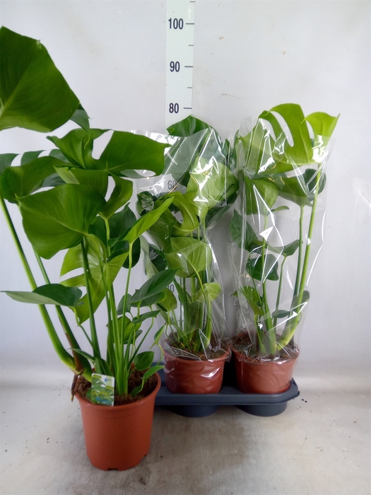 <h4>Monstera delic.</h4>