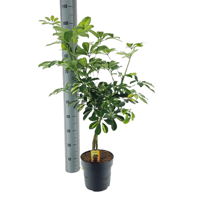 <h4>SCHEF AR GOLD CAPELL</h4>