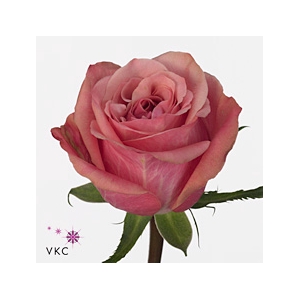 Rosa gr Art Deco@