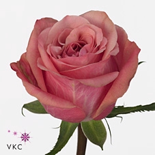 R Preserved Rosa Baby Lilac Xl