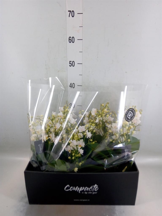 <h4>Phalaenopsis multi. 'Cream Punch'</h4>