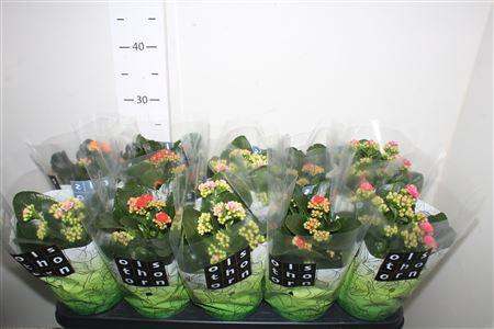 <h4>Kal Ge Gem 4 Kl</h4>