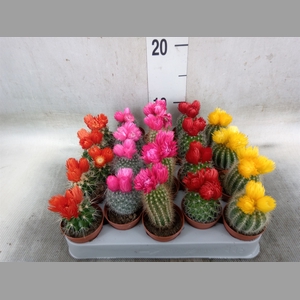 Cactus   ...decorated
