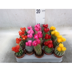 Cactus   ...decorated