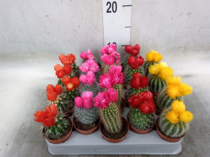 <h4>Cactus   ...decorated</h4>