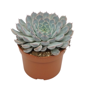 Echeveria cuspidata