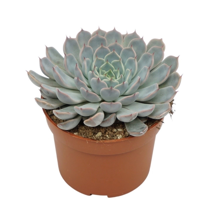 <h4>Echeveria cuspidata</h4>