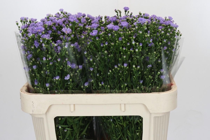 <h4>Aster Cassandra</h4>