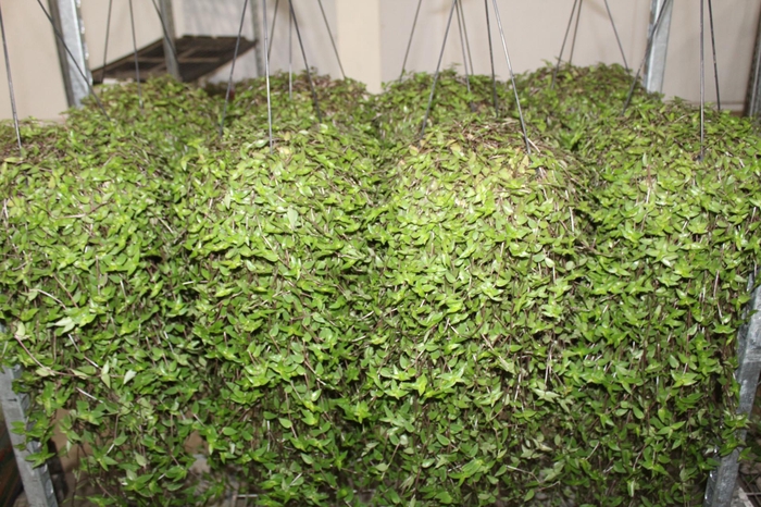 <h4>CALLISIA C21</h4>