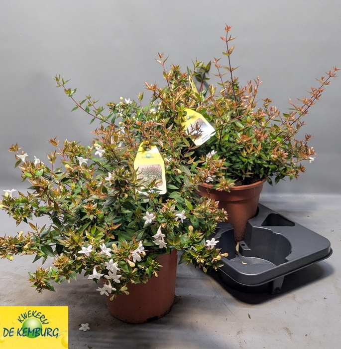 <h4>ABEL GRANDIFLORA</h4>