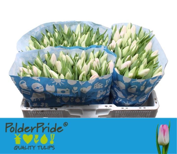 <h4>Tu En Dynasty</h4>