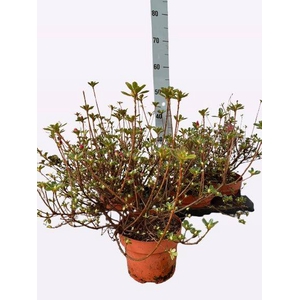 Rhododendron Japanse Azalea 17Ø 32cm