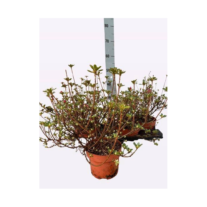 <h4>Rhododendron Japanse Azalea 17Ø 32cm</h4>