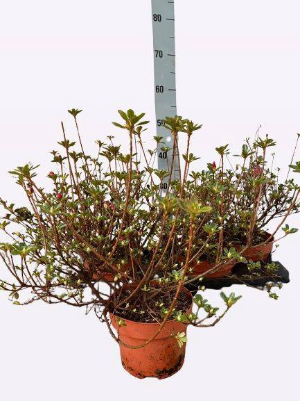 Rhododendron Japanse Azalea 17Ø 32cm