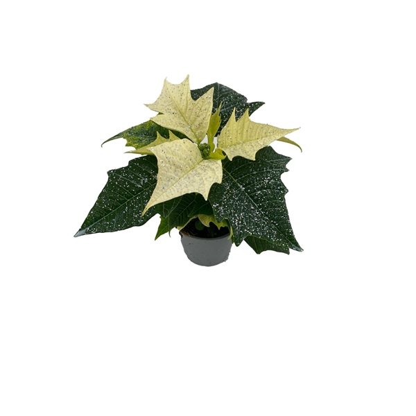 <h4>Euphorbia Alaska met glitters zilver</h4>