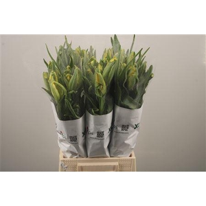 Tu Pa La Cour Parrot