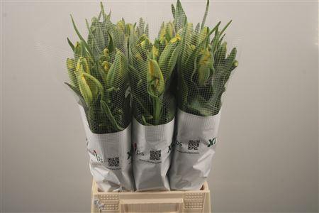 <h4>Tu Pa La Cour Parrot</h4>