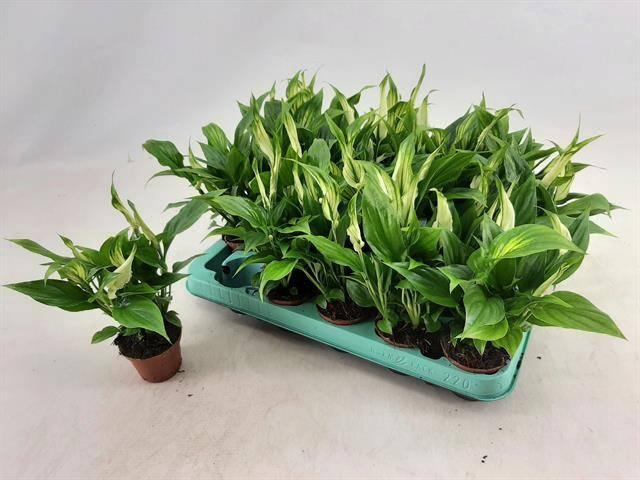 <h4>SPATH CHOPIN</h4>