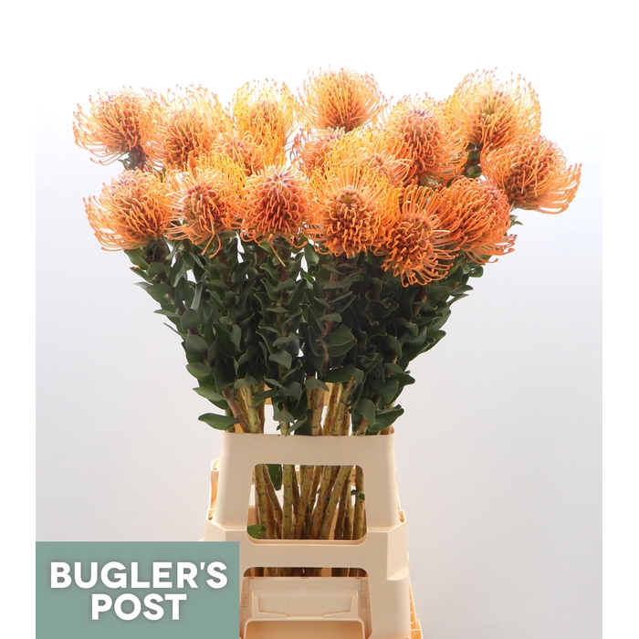 <h4>Leuco Ayoba Man Zest</h4>