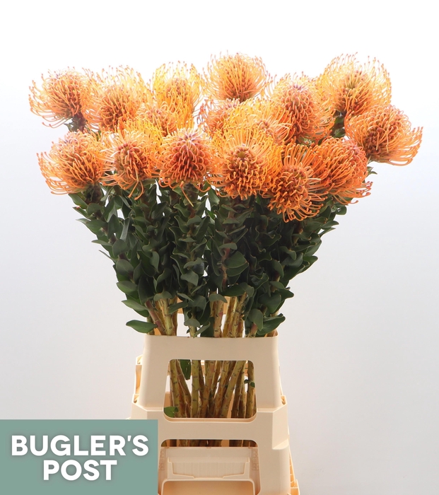 <h4>LEUCO AYOBA MAN ZEST</h4>