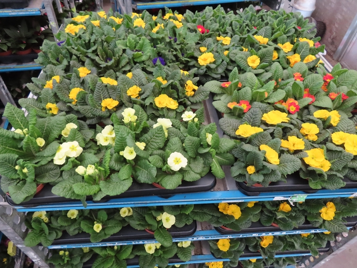 <h4>PRIM AC MIXK</h4>