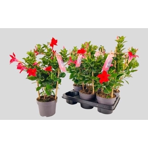 MANDE SUN VELVET RED