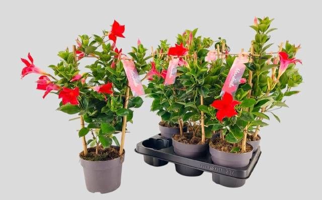 <h4>MANDE SUN VELVET RED</h4>