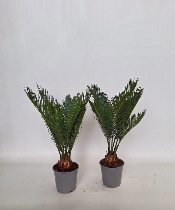 <h4>Cycas revoluta 12 cm 6+ veren</h4>