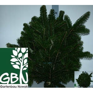 ABIES NORDMANN BS