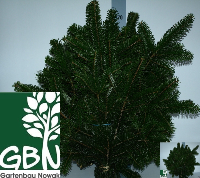 <h4>ABIES NORDMANN BS</h4>