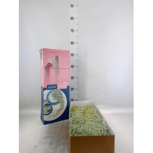 Tillandsia usneoides