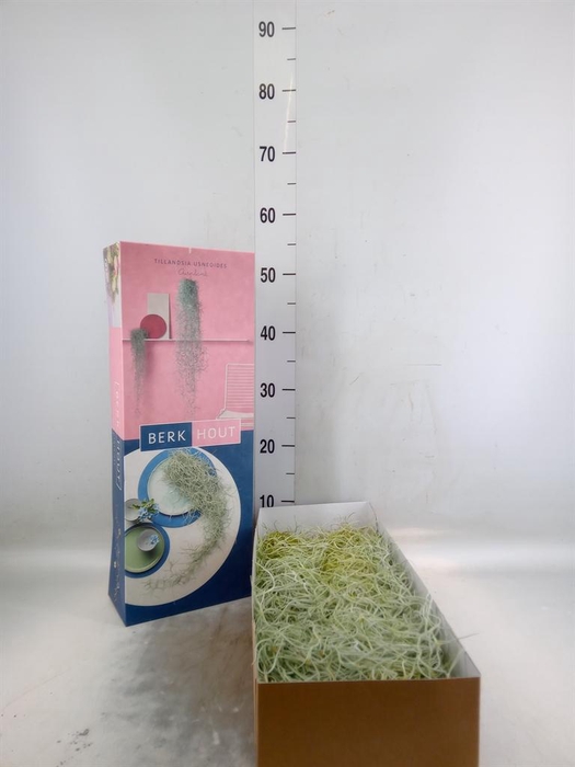 <h4>Tillandsia usneoides</h4>