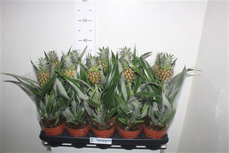 <h4>Ananas Rosita</h4>