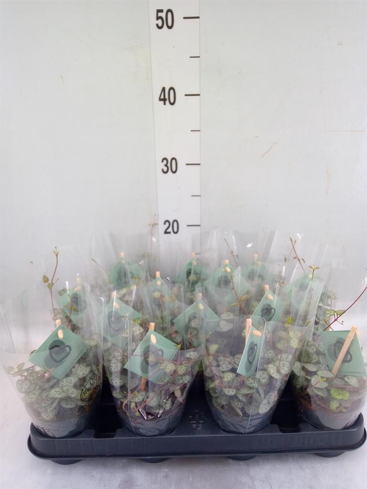 <h4>Ceropegia woodii ssp. woodii</h4>