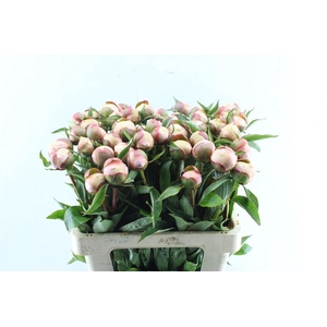 Paeonia L Alertie